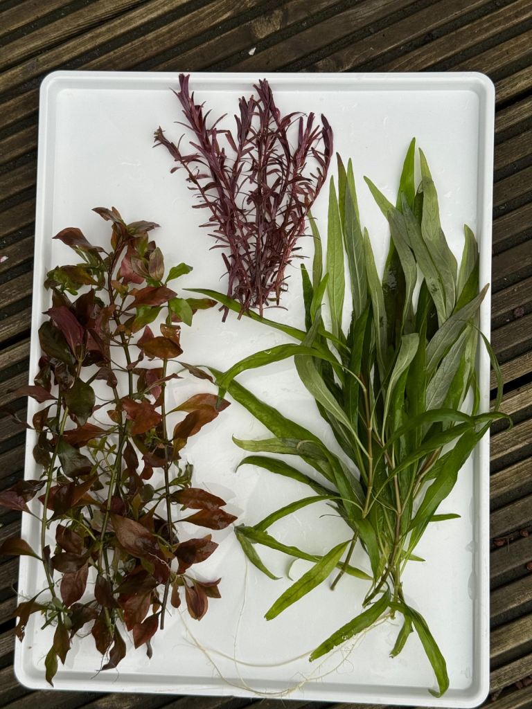 Live Aquarium Plants (3x)– Ludwigia, Rotala Red & Hygrophila 🌿