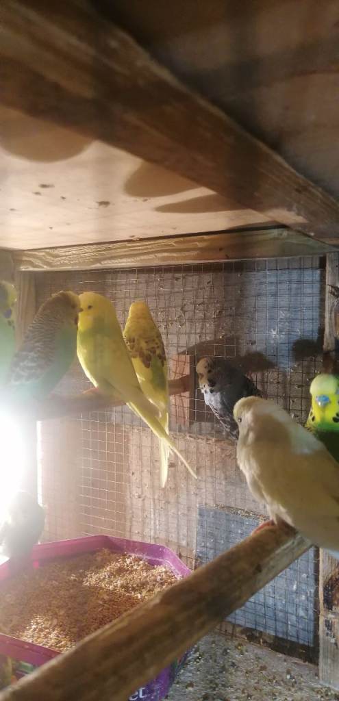 Budgies