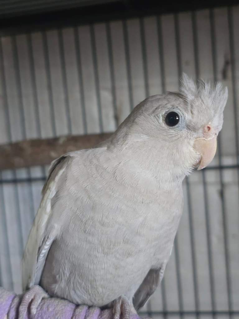 Cockatiel