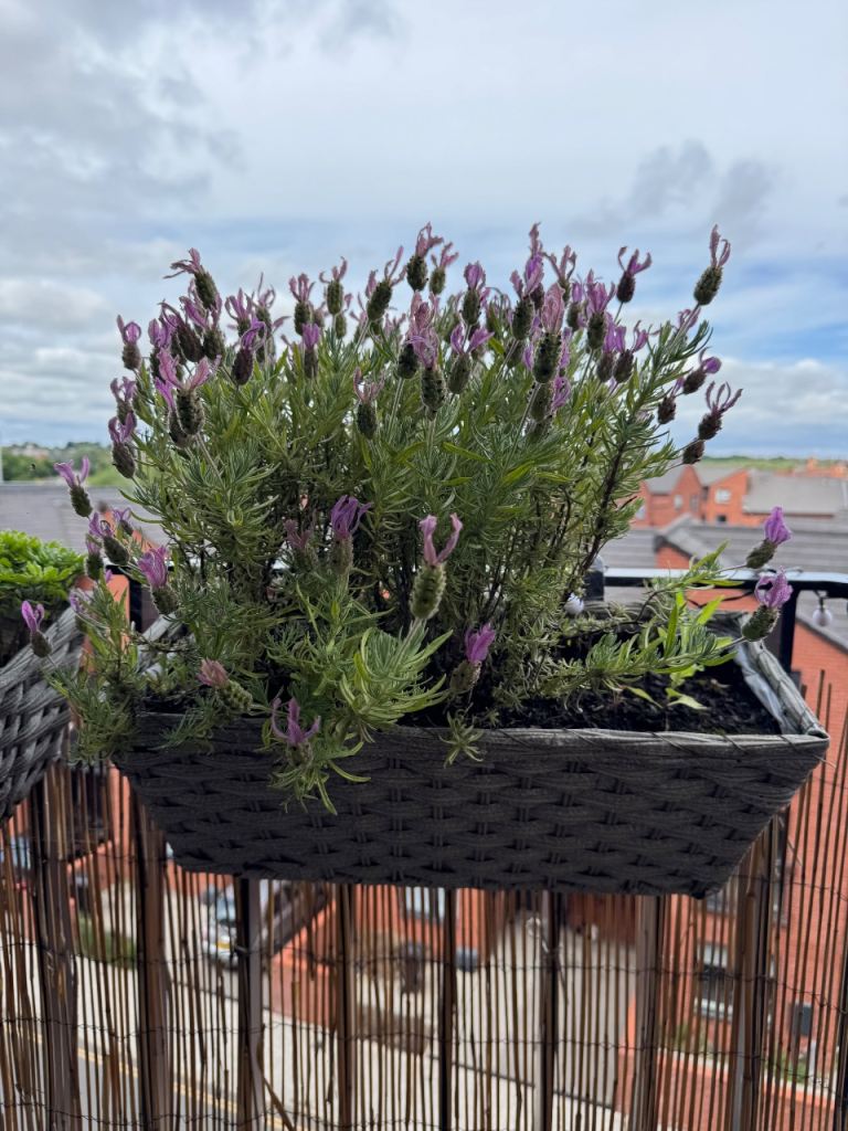 Garden Planter with Live Plant