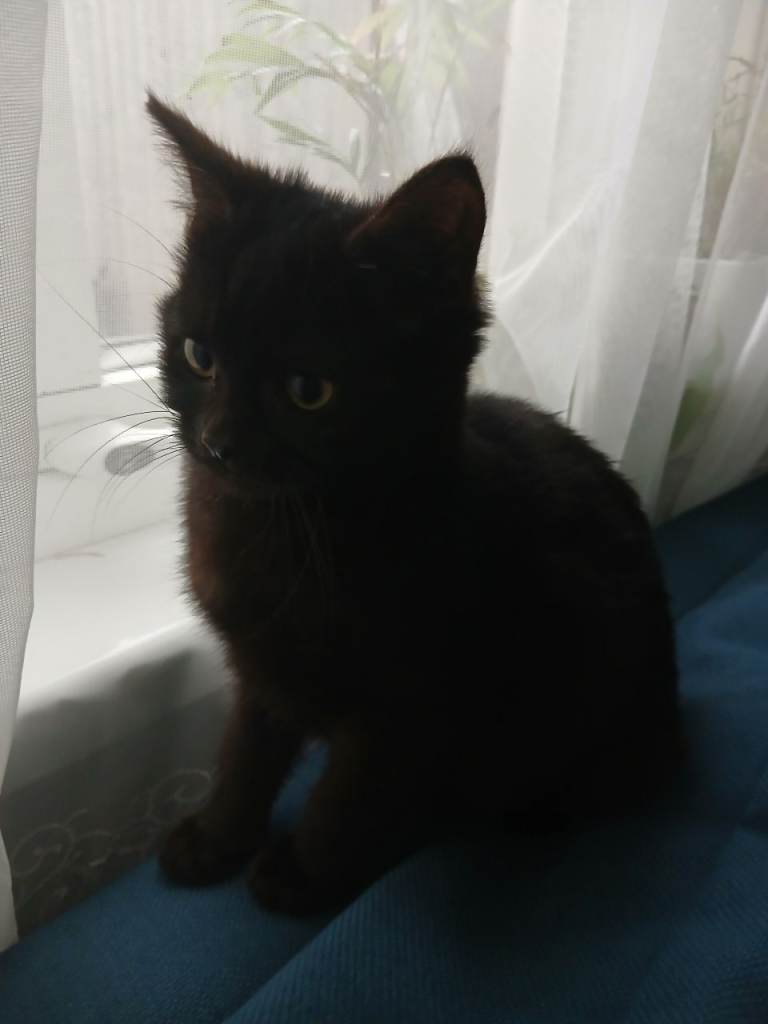 York Chocolate Kitten 