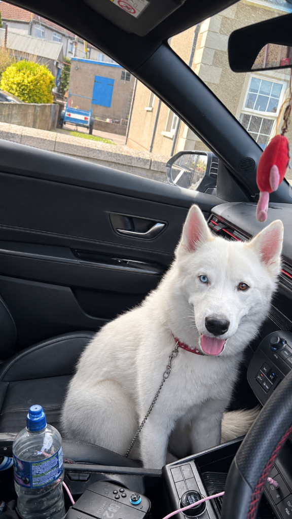 Male husky 
