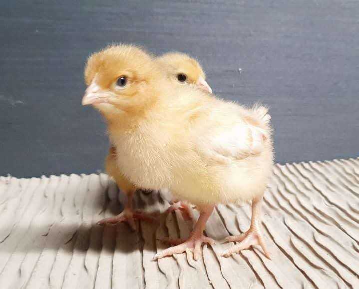 Female chicks chickens hens