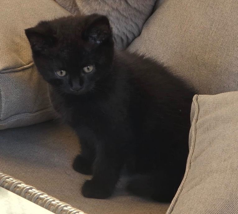 Kittens