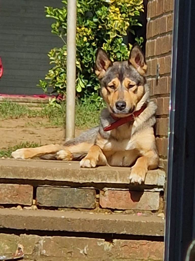 German Shepherd cross 