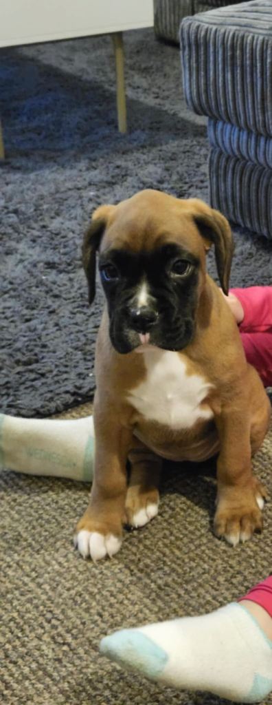 Female boxer puppy 