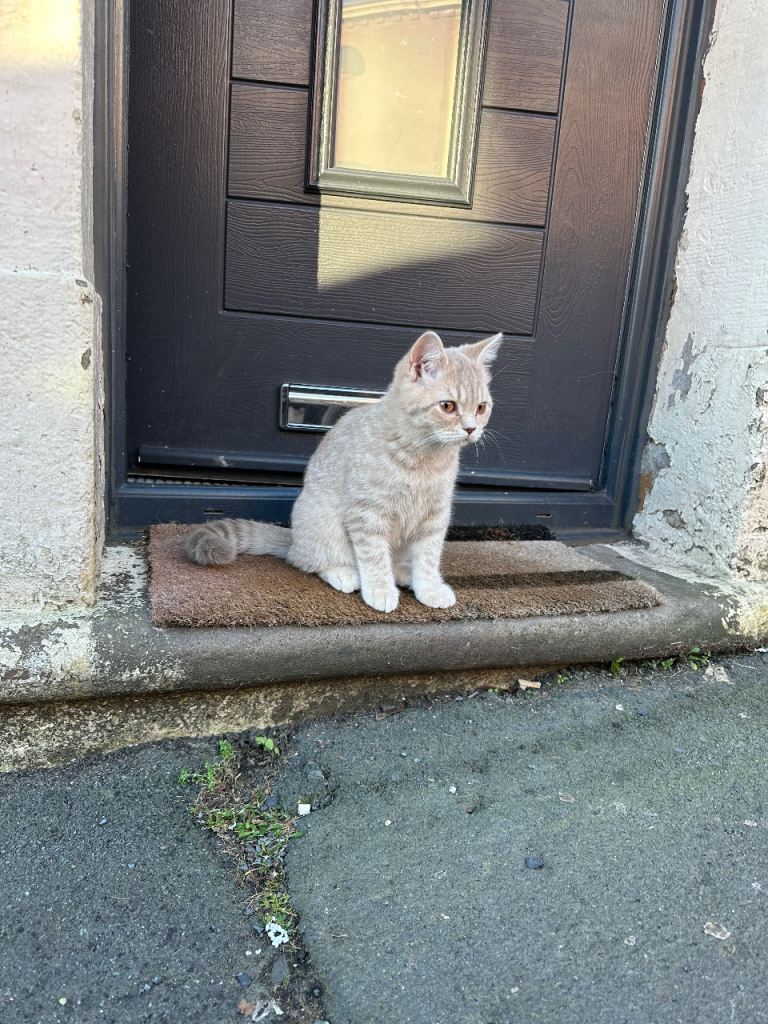 Stunning Cream British Shorthair Female – Last One Available  