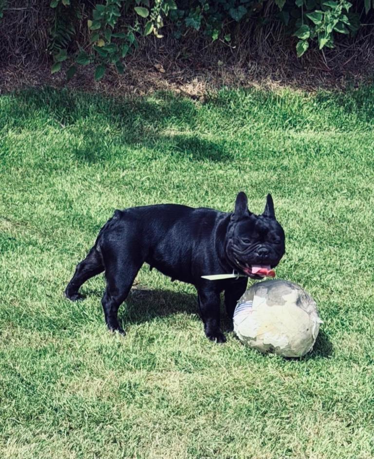 French bulldog 