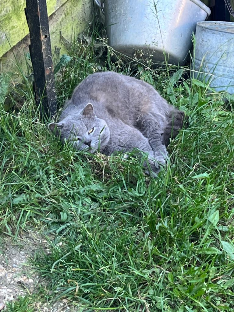 One British blue shorthair kitten