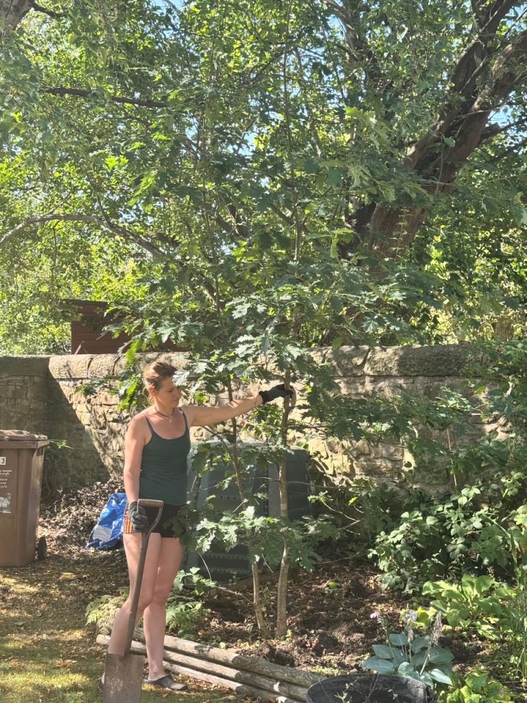 4.2m Oak tree (approx 15 years old)