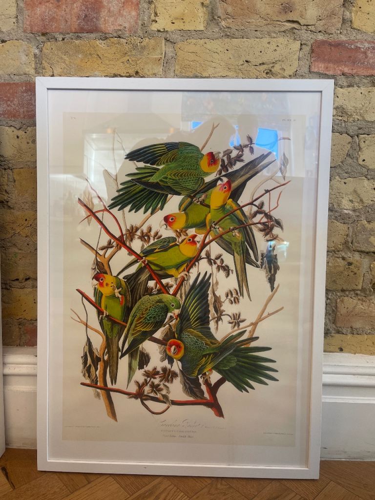 The Birds of America - John James Audubon Print