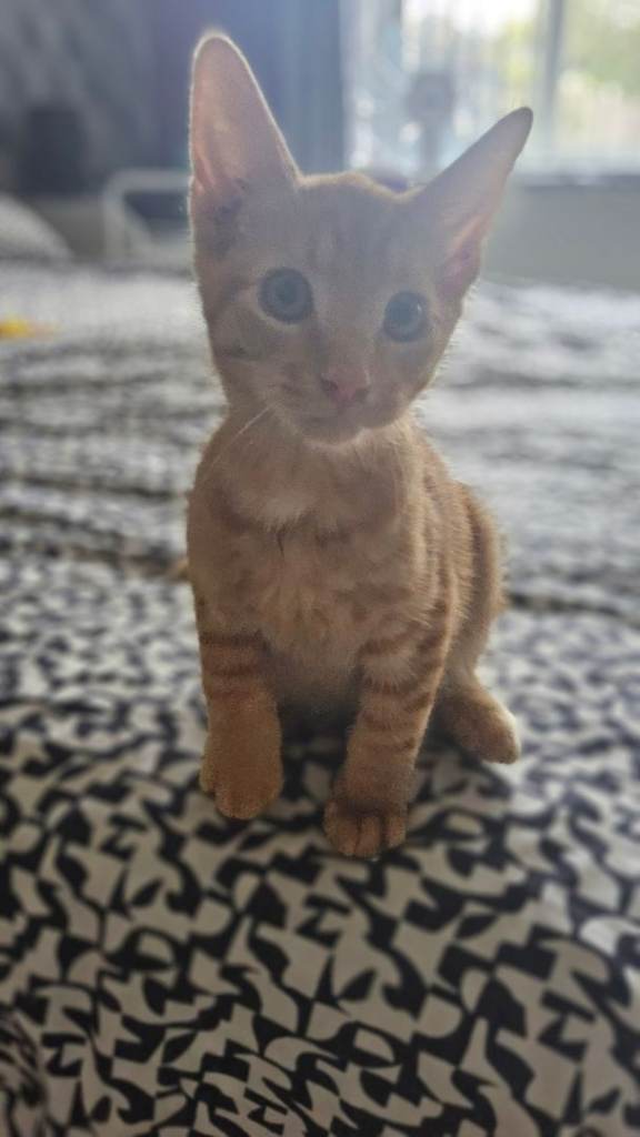Ginger beaut