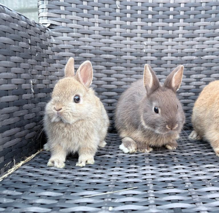 2 male Netherland dwarfs 