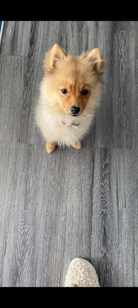 Pomeranian puppy 