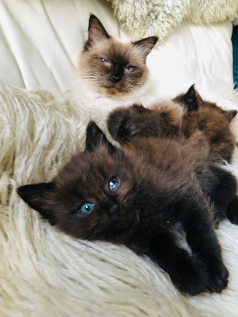 KITTENS FROM A RAGDOLL MOTHER 