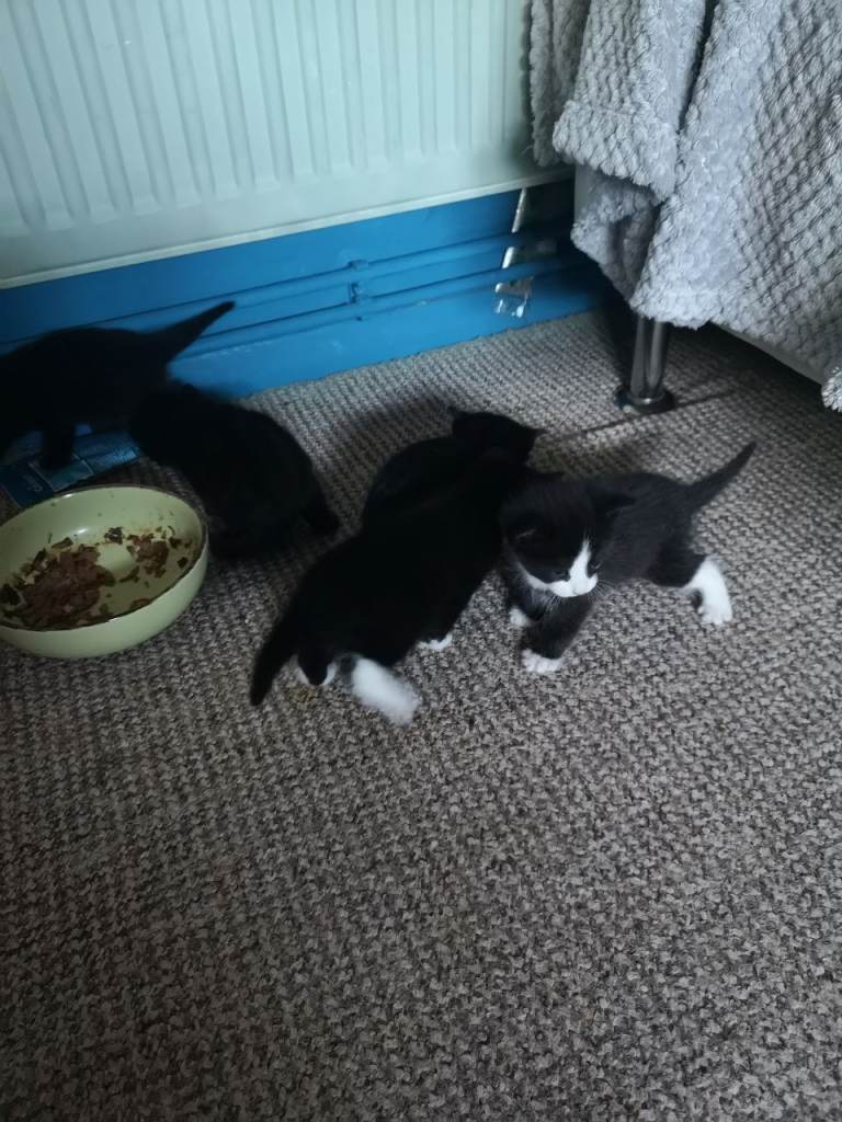 Beautiful mixed-breed kittens for sale