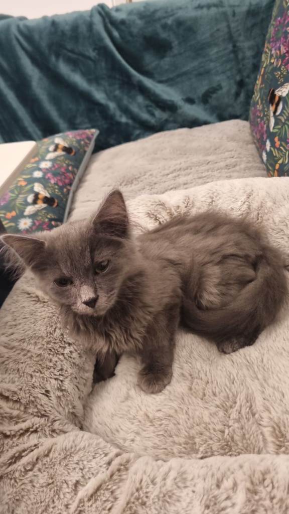 Ragdoll and short haired british mix