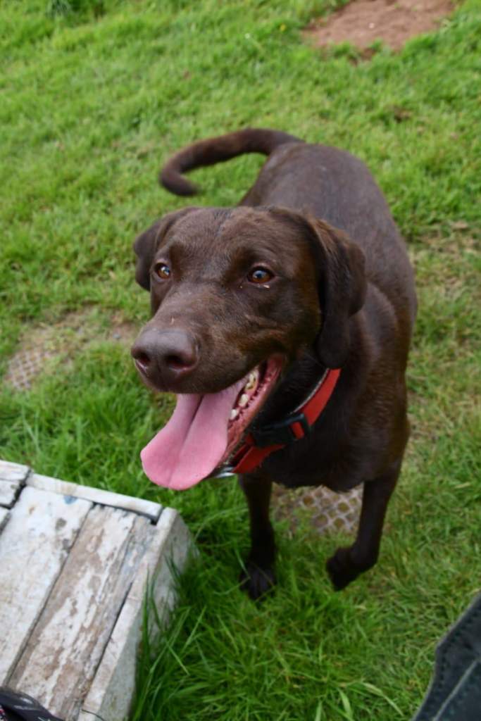 Chocolate Lab/ Vizsla 4yr Male Rehoming 