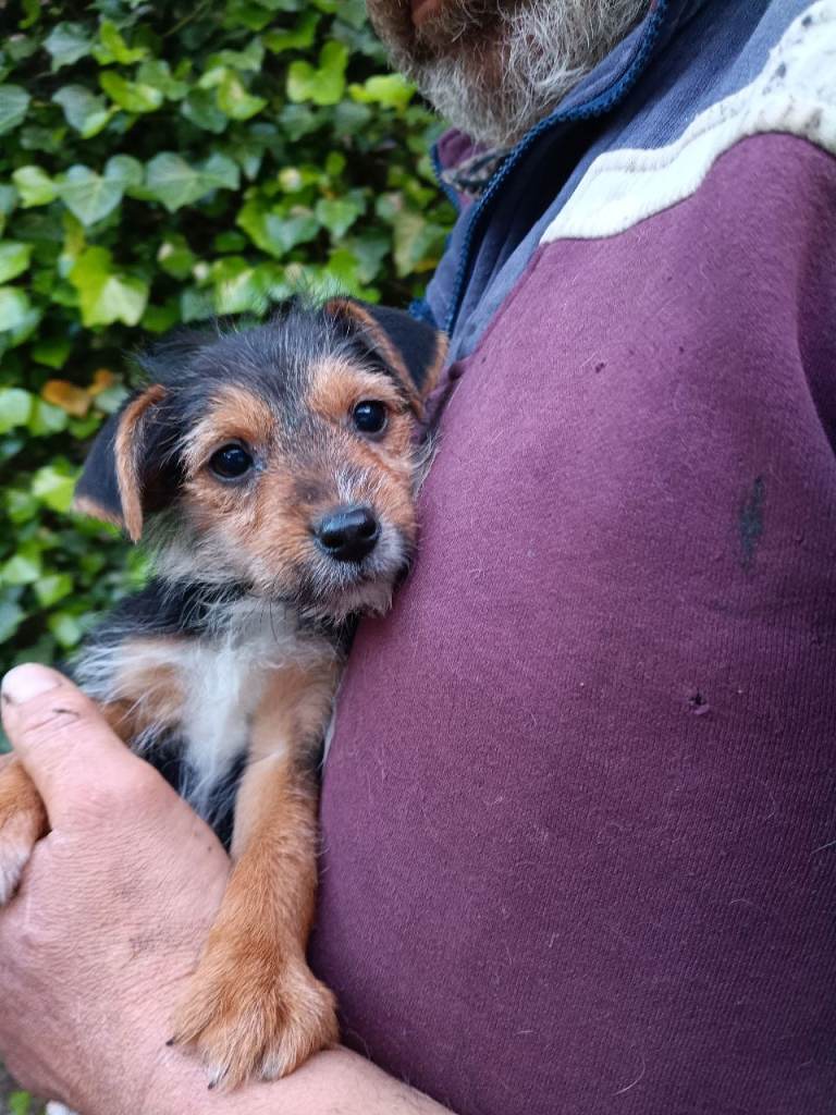 Gorgeous Yorkshire terrier xjack Russell puppies ready now.
