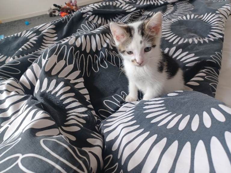 Kitten 
