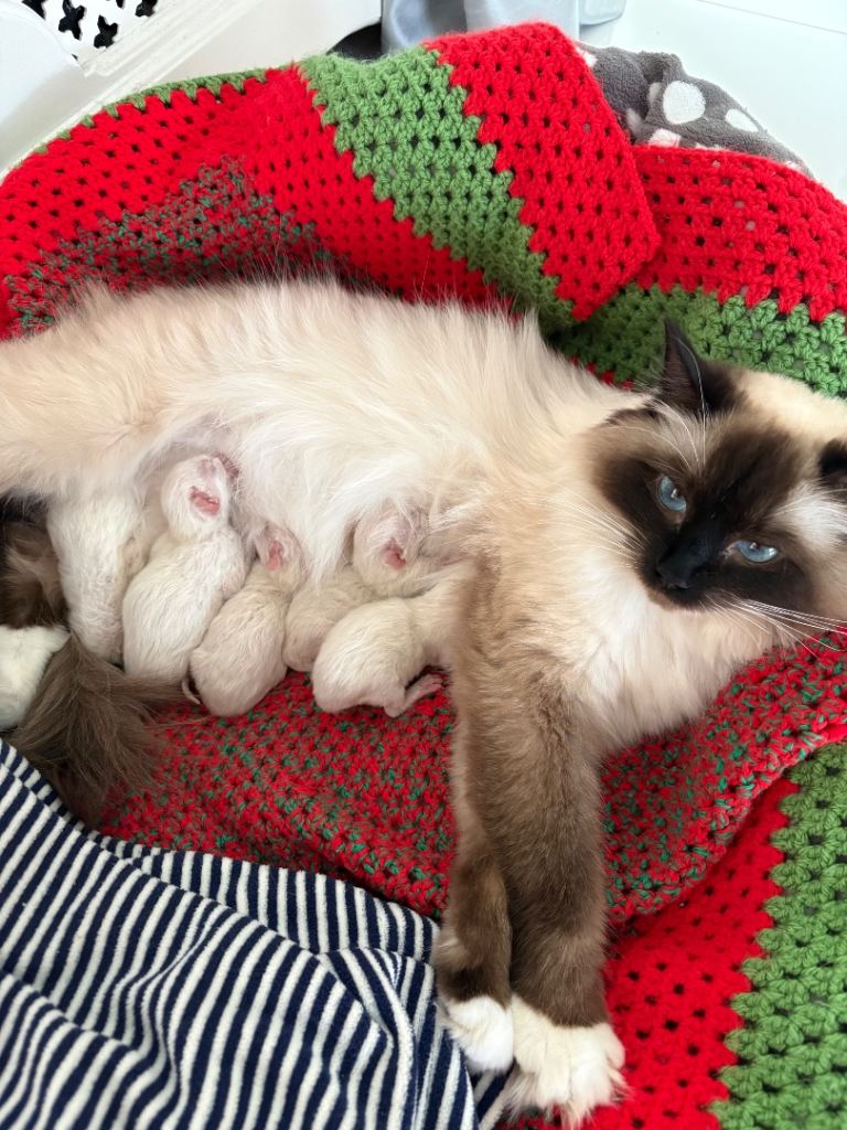 Ragdoll kittens