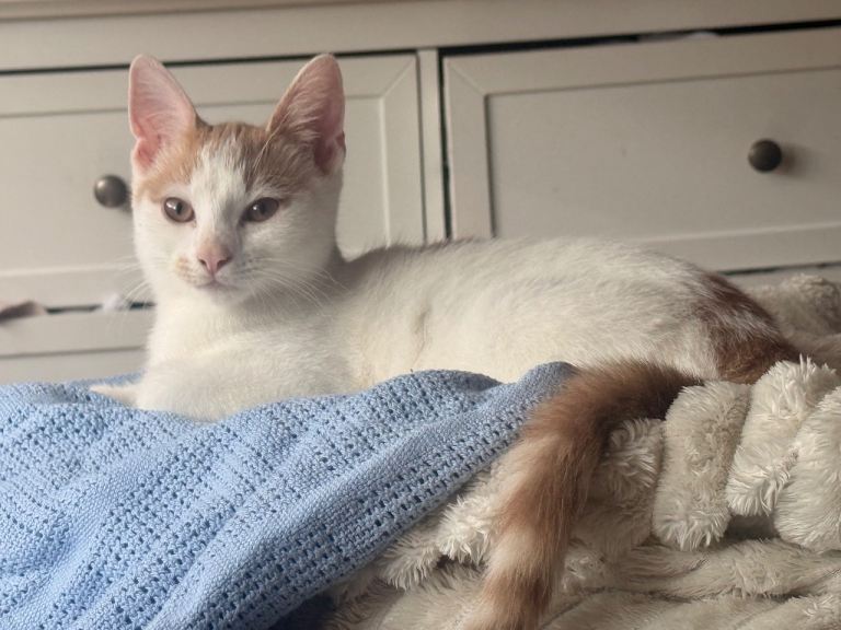 Mix ragdoll x shorthair 14-Week-Old Kitten – Last One Left 🐾