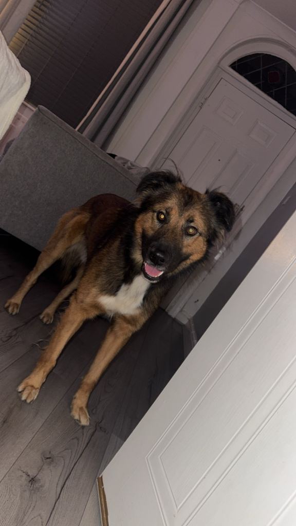 German shepherd/ lurcher 