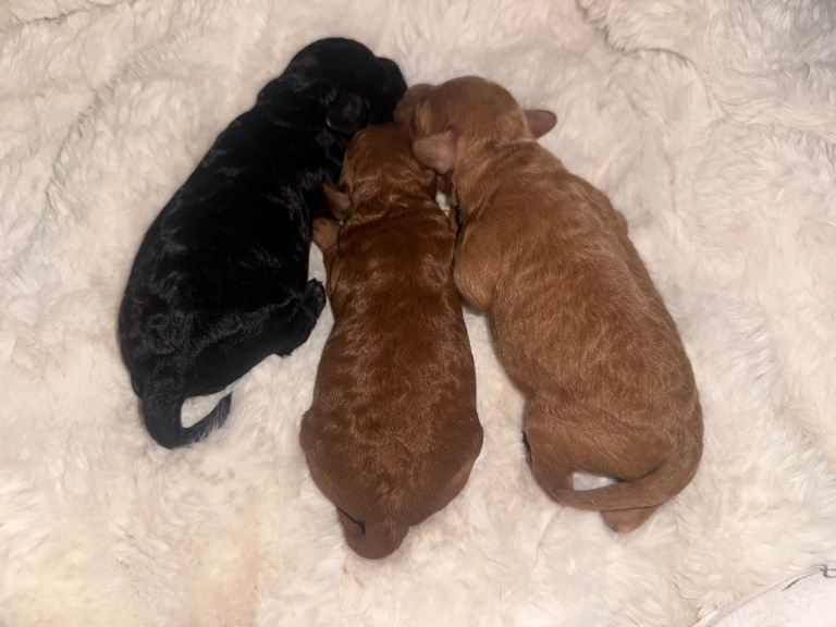 Health tested toy poodles! 😍🔥🐾