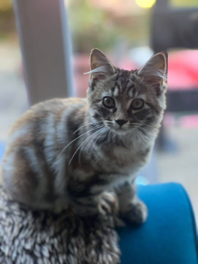 Lovely kittens looking for home