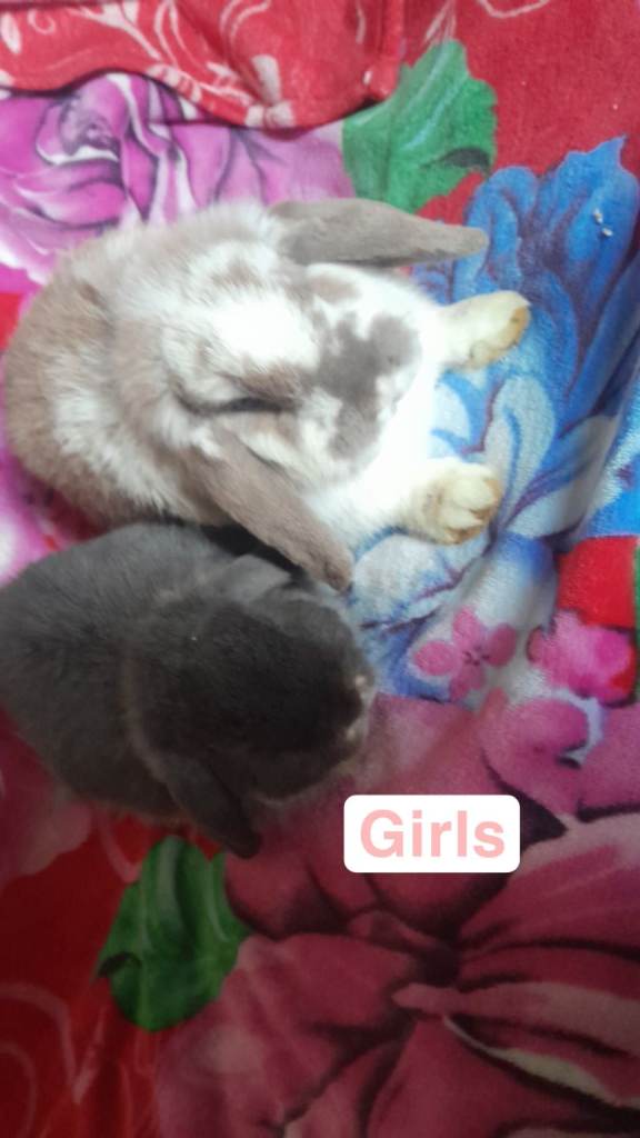 Female and male rabbit 