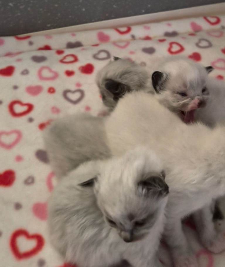 GCCF Registered Ragdoll Kittens 