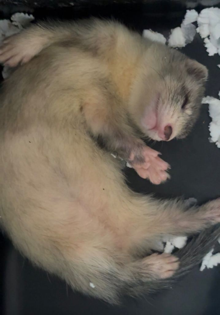 2 ferret kits both girls 