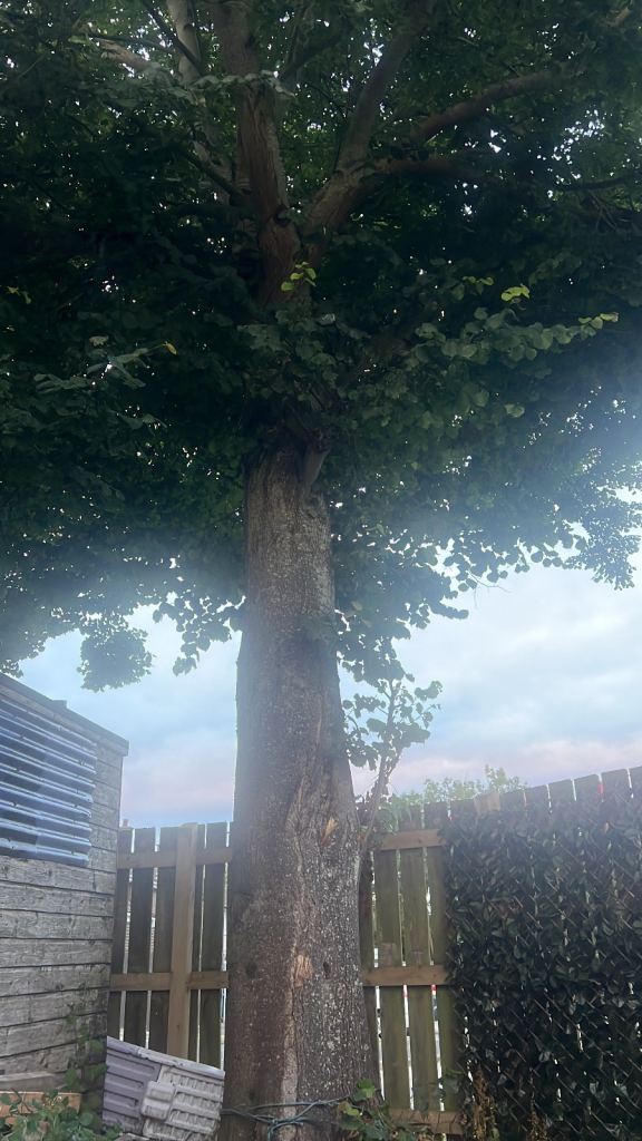 Large Garden Tree - Mature and Healthy