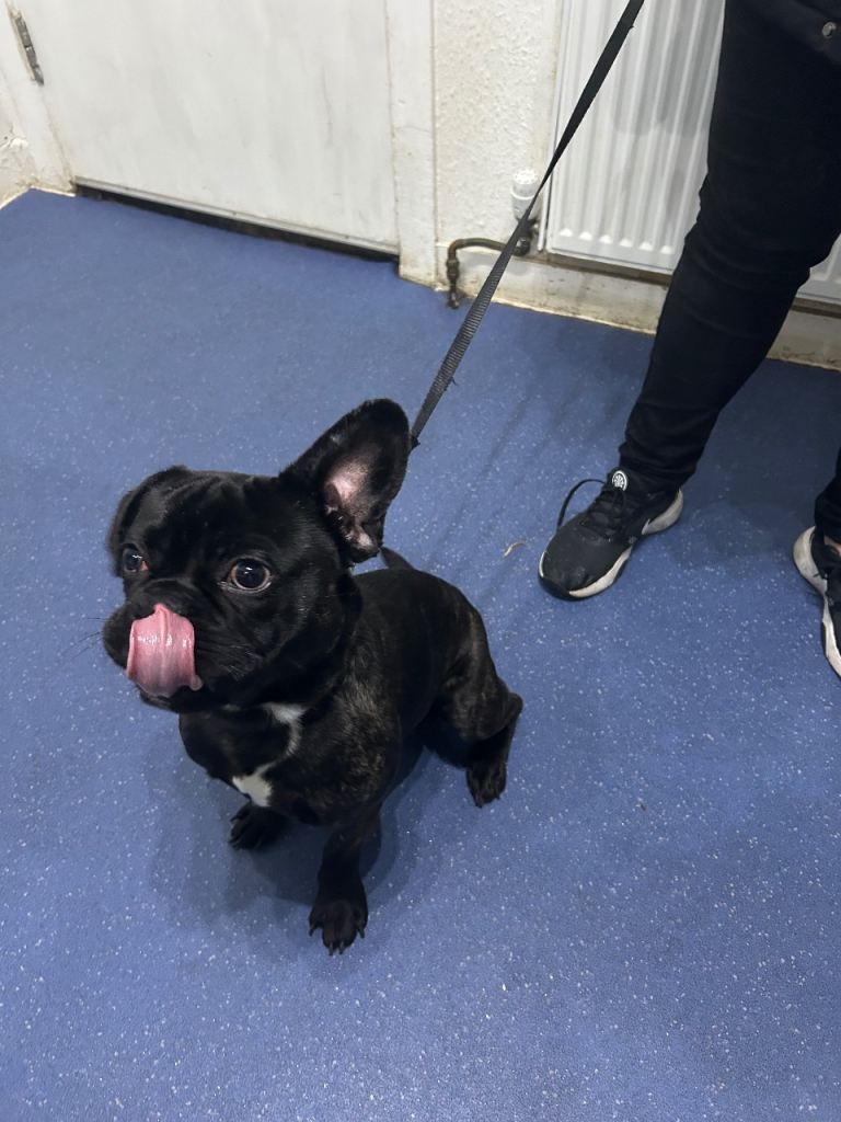 Selling a pug / with frenchie 