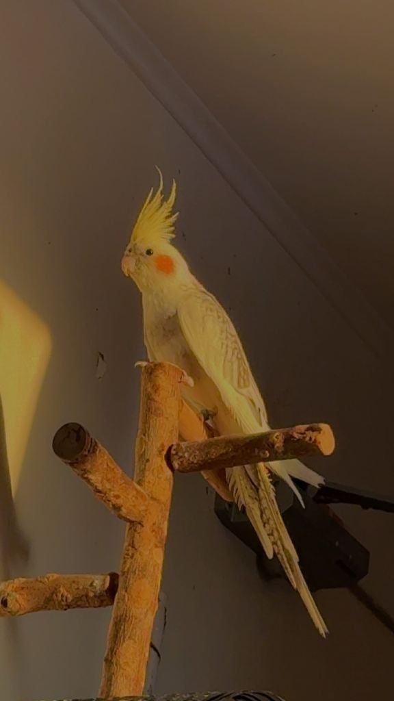Cockatiel birds for sale Birmingham 