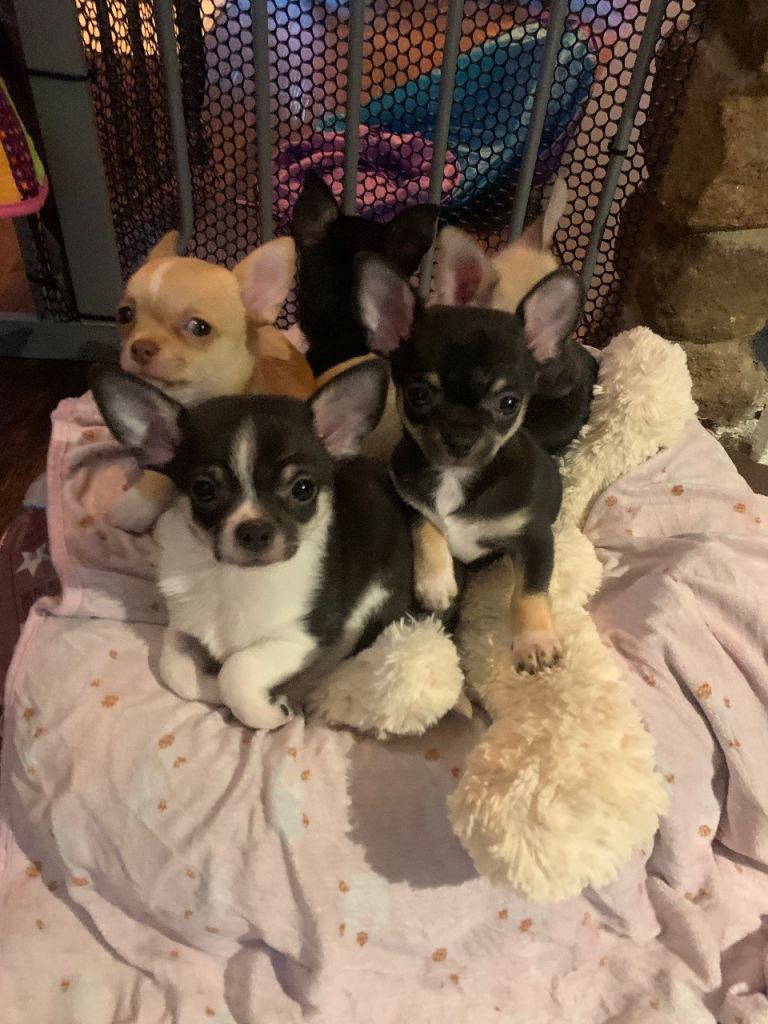 Gorgeous Chihuahua pups