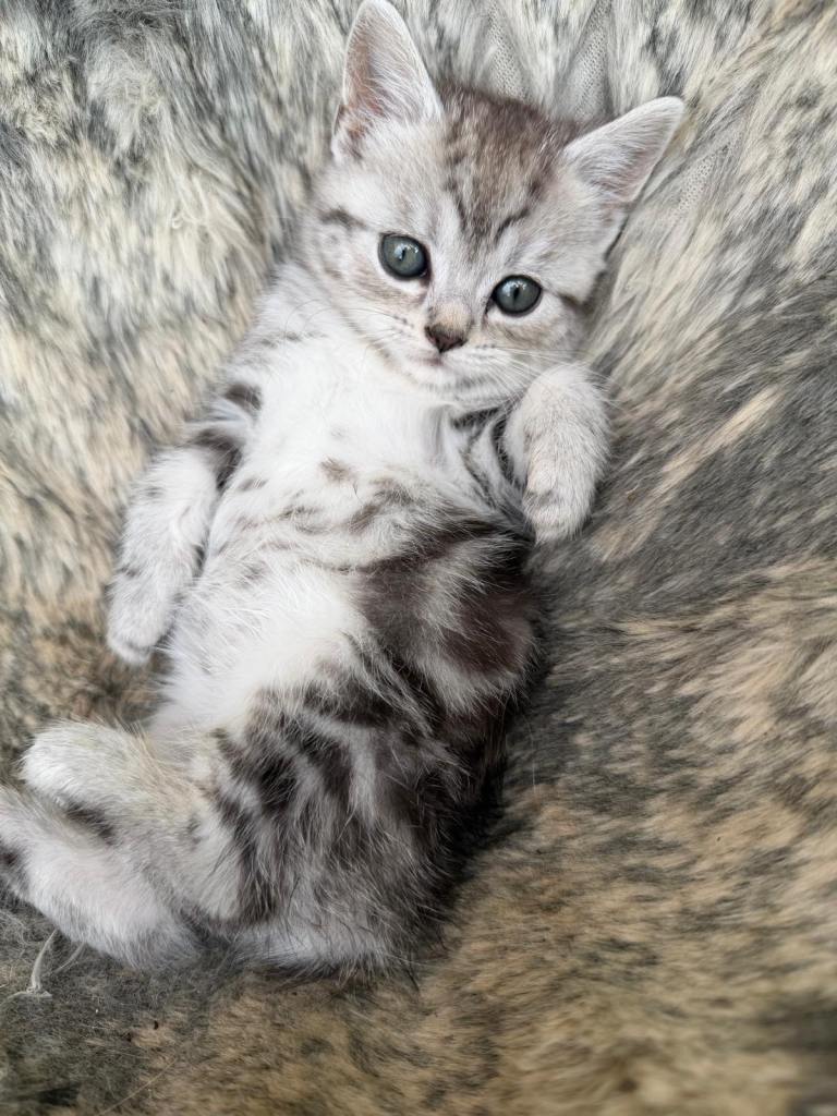 4 Persian x kittens for sale 