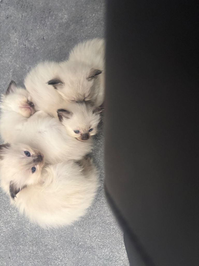 Rag doll kittens 