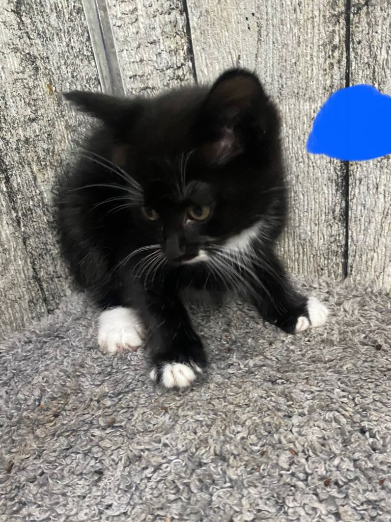 Kittens ready now 