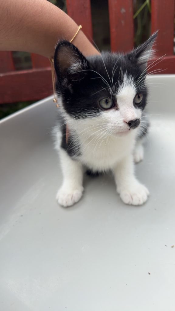 Adorable kitten looking for a Loving Home please don’t hesitate to contact price can be negotiated 
