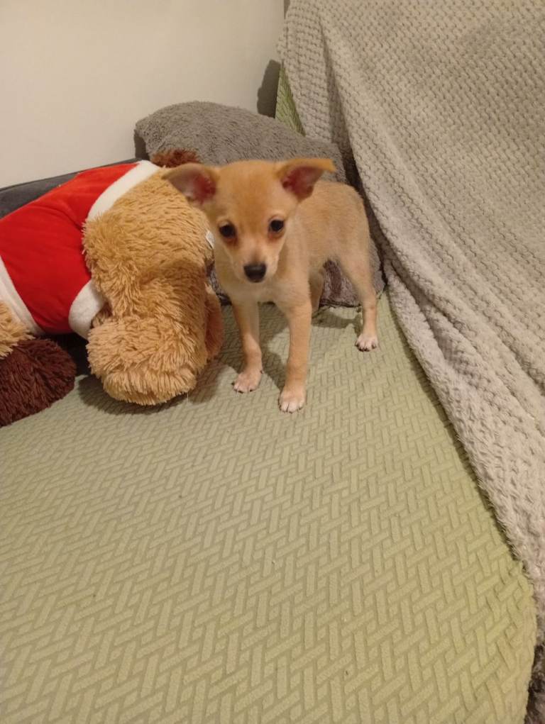 🏡 extra mini pinscher ready to move