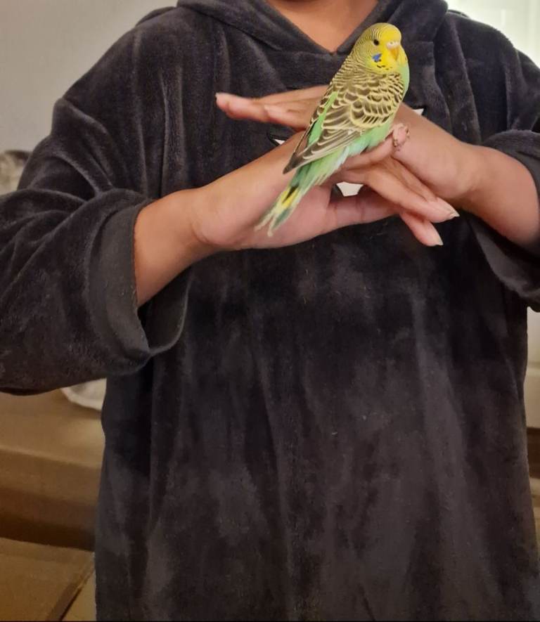 Semi tame budgie