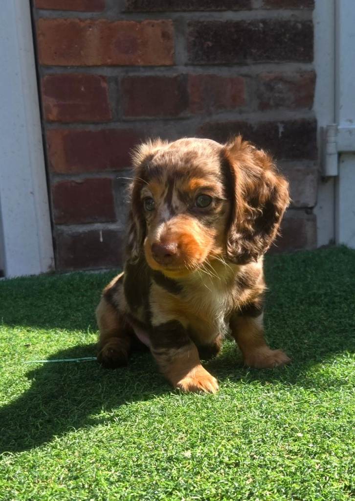 £1050 -£1250 ALL FEMALE Minature Daushund Puppies available from the 4th August