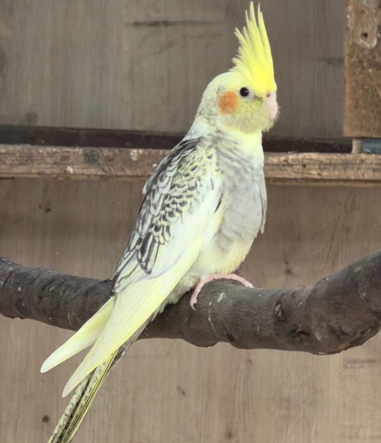 Cockatiels
