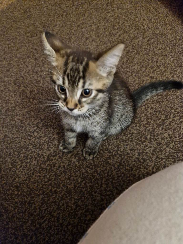 1 cute male tabby kitten