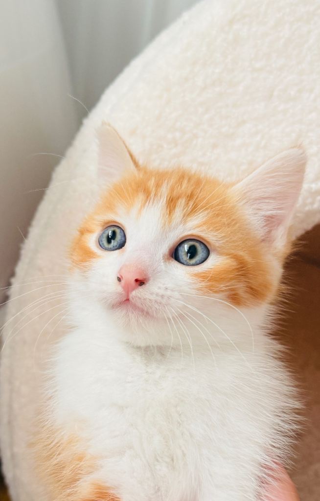 🐱🐱