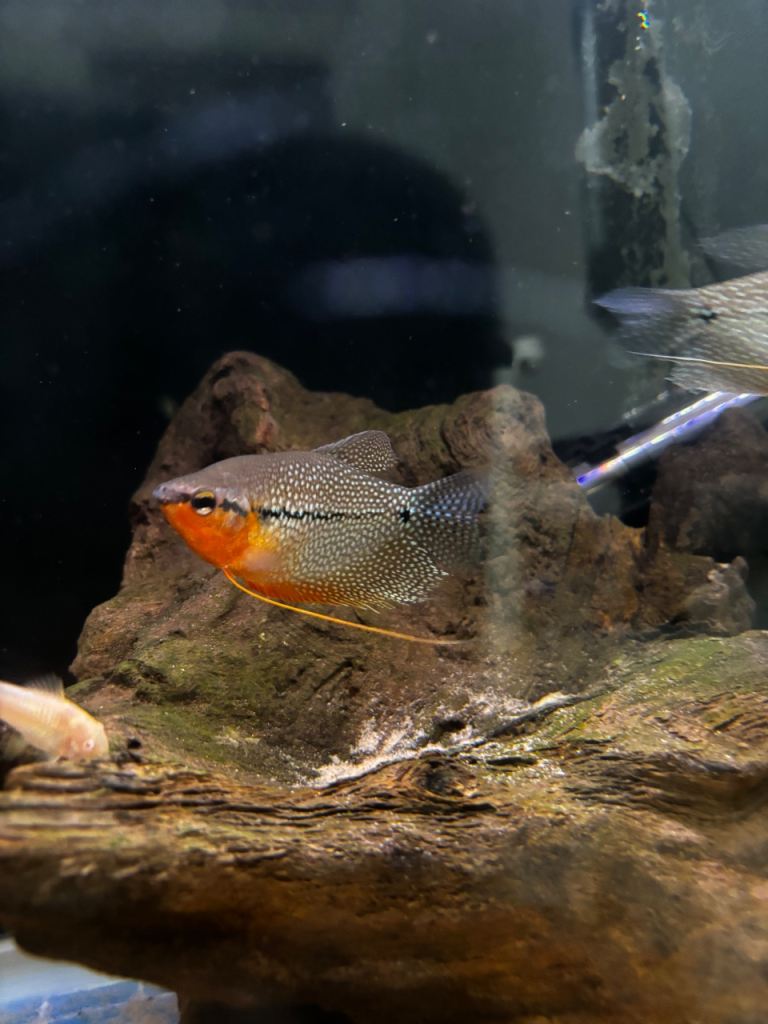 Tropical fish / cichlids / gourami / geophagus 