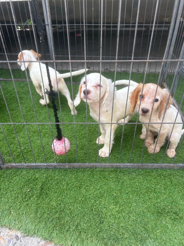 Cocker spaniel pups 