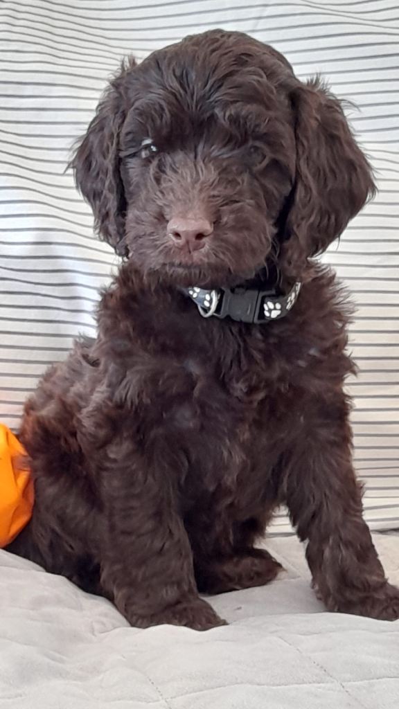 Stunning Cockapoo Puppys F1