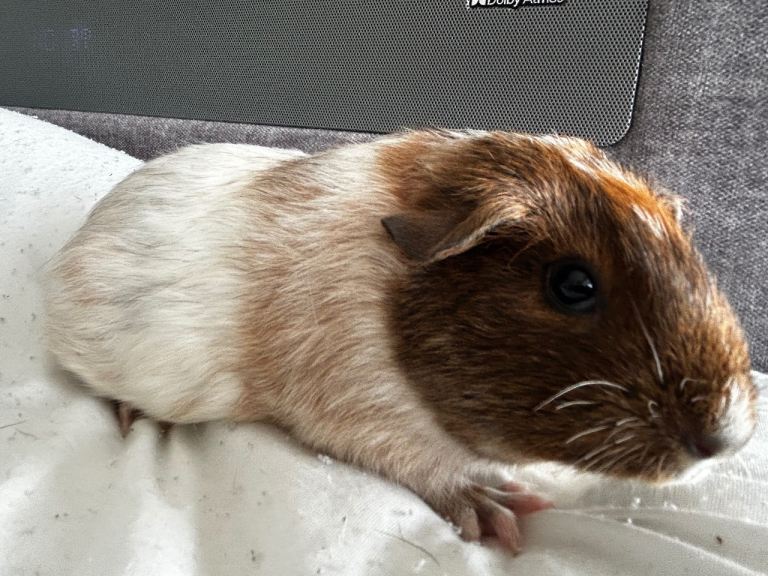 Baby Guinea pig sows 